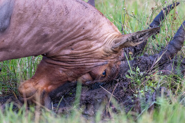 Topi wallowing in the mud to appear more dominant, Masai Mara, Kenya