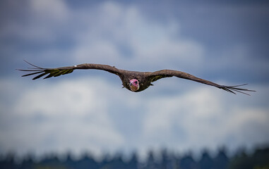 Turkey vulture flies straight toward camera with wings spread wide