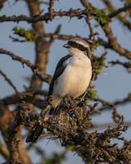 Lesser Gray Shrike, Masai Mara, Kenya
