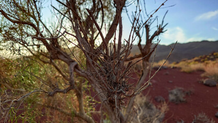 An ancient saxaul bush grows in the middle of the gorge. Colored calcareous and rocky mountains with a pink-red hue. There are rocks, grass and sand all around. The rays of the sun. Dry living tree