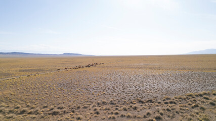 A herd of cows grazing in the yellow steppe. All the grasses have dried up, there is a lot of sand. High mountains are visible in the distance. Blue sky with white clouds. Carpet walking on the road