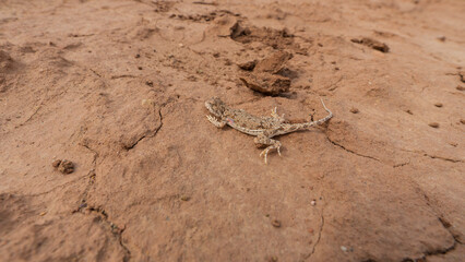 A gray-brown lizard with thumbs is standing on the ground. Long thin tail. Symmetrical patterns and small black eyes. A red pattern is drawn with the left paw. Dry land, stones are lying nearby.