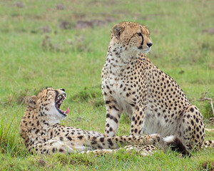 Two Cheetahs in the Masai Mara, Kenya