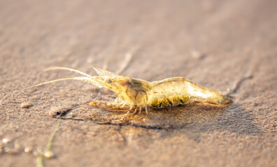 Live shrimp on the shore. The shrimp lies on the sand by the sea.