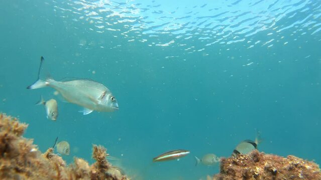 Different types of fish eat on the sea floor, near water surface, Mediterranean sea, Palamos, Costa Brava, Catalonia, Spain