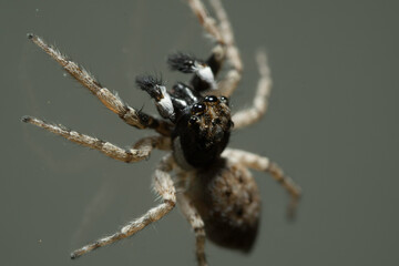 Artistic close ups of a fat spider or Steatoda bipunctata, a common spider species in northamerica and europe.

