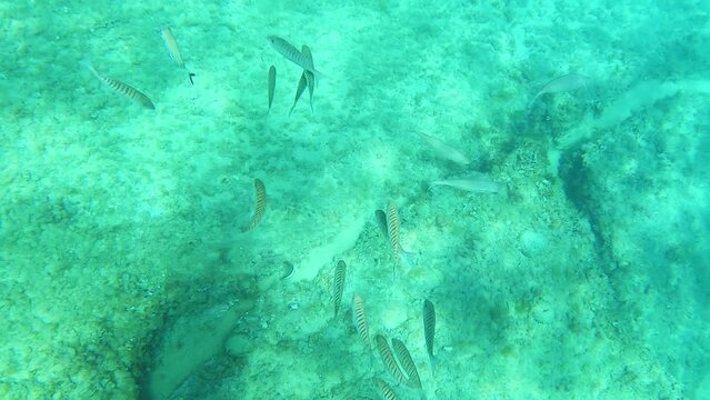 Different types of fish eat on the sea floor, near water surface, Mediterranean sea, Palamos, Costa Brava, Catalonia, Spain