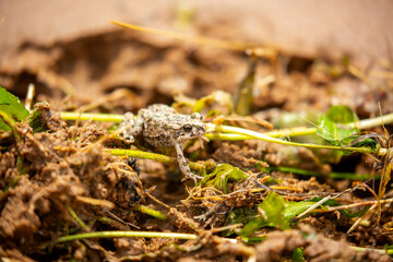 The frog sits on the sand on the shore of the lake. Beautiful wildlife landscape with place for text. The concept of protecting wildlife and ecology.