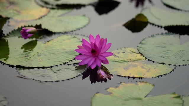 A lake brimming with water lilies, their delicate petals floating on the calm surface. The lush green lily pads create a vibrant contrast while the vibrant blooms dance in the gentle breeze.
