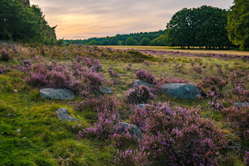 A gorgeous sunset on the Lunenburger Heath in Lower Saxony