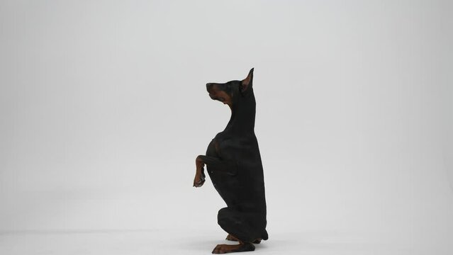 Doberman pinscher in the studio on white background. The dog performs the commands, sitting on floor. Pet training