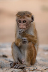 Toque macaque. Sri Lankan Monkey