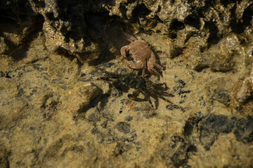 Eine schöne Nahaufnahme einer Krabbe / Krebs / Garnele an der Küste in Heraklion, Kreta.
