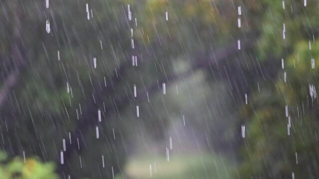 raining in rainforest, close-up of rainfall in jungle,  Raining day in tropical forest. 