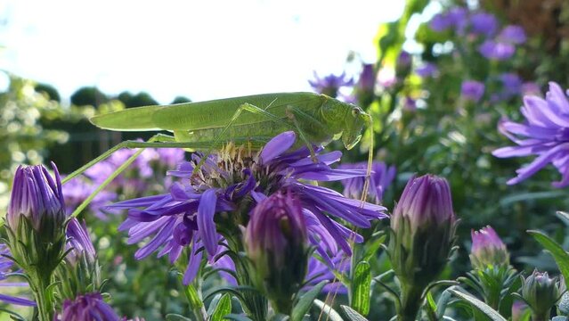 Green grasshopper Phaneroptera falcata, Sickle-bearing bush-cricket on purple flower of Aster and sunlight. Close up in real time on sunny summer day. Topics: natural environment, fauna, flora, macro