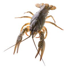 Live crayfish isolated on white background. Clipping path.