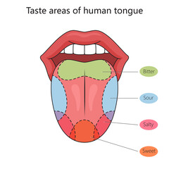 Taste zones of the human tongue structure diagram schematic raster illustration. Medical science educational illustration © Oleksandr Pokusai