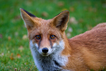 Portrait of a fox in nature on an autumn day.