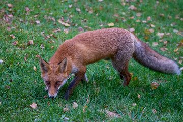 Portrait of a fox in nature on an autumn day.