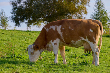 Obraz premium Landscape with a cow on a mountain pasture in the Carpathian mountains in Romania.