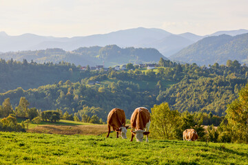 Landscape with a cow on a mountain pasture in the Carpathian mountains in Romania. - obrazy, fototapety, plakaty
