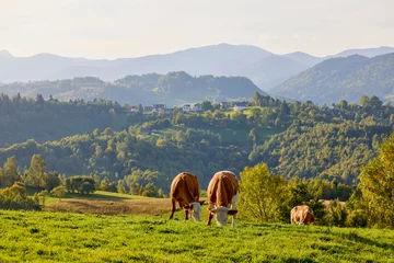 Foto op Canvas Landscape with a cow on a mountain pasture in the Carpathian mountains in Romania. © czamfir