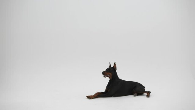 Doberman pinscher in the studio on white background. The dog performs the commands, lie down on floor. Pet training