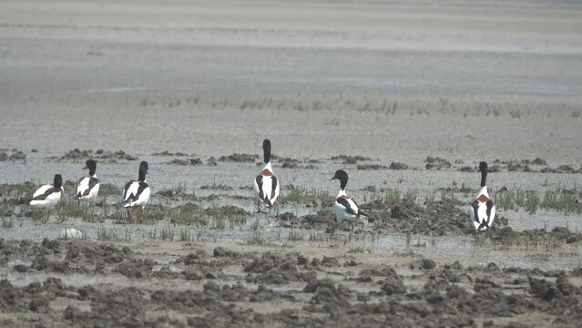 Ducks at the bottom of a dried-up salt lake. A flock of shelducks (Tadorna tadorna) on salty marches (salina)
