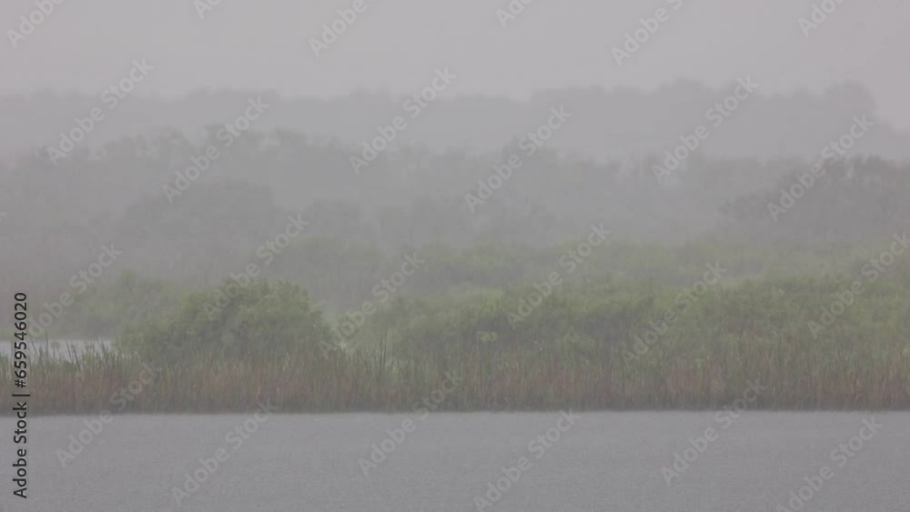 Poster raining in rainforest, close-up of rainfall in jungle, raining day in tropical forest.