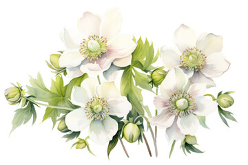 Watercolor botanical illustration of hellebore. Floral illustration for the greeting cards, invitations, personalized card and different decorations - obrazy, fototapety, plakaty
