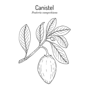 Cupcake fruit or canistel (Pouteria campechiana), edible and medicinal plant