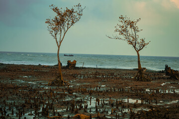 The landscape of a mangrove swamp forest