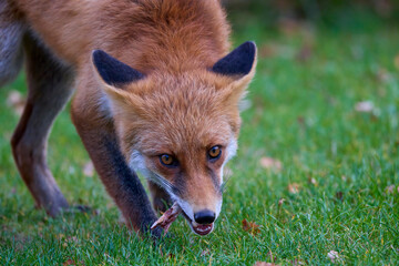 Portrait of a fox in nature on an autumn day.