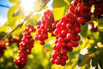 ripe berries on a lush bush under sunlight