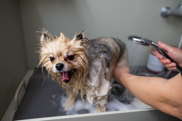 A woman showers a cute Pomeranian dog in a grooming salon.
