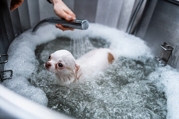 A small white dog receives a spa treatment in a grooming salon.