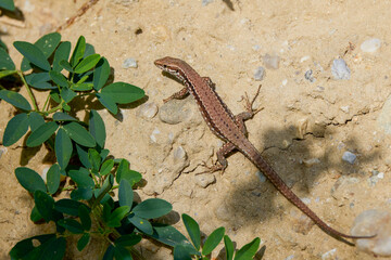 a lizard sitting in the sun on the ground
