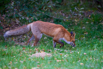 Portrait of a fox in nature on an autumn day.