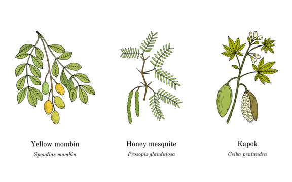 Collection of medicinal plants