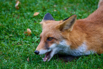 Naklejka na ściany i meble Portrait of a fox in nature on an autumn day.