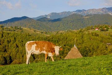 Fototapeta na wymiar Landscape with a cow on a mountain pasture in the Carpathian mountains in Romania.