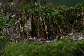 bemooster Baumstumpf