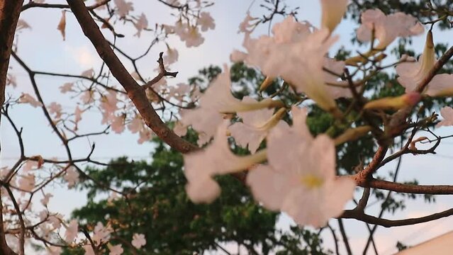 white trumpet flower (Tabebuia roseoalba) at afternoon sun