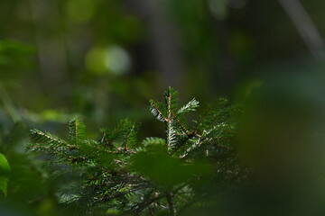 kleiner Tannenbaum im Wald
