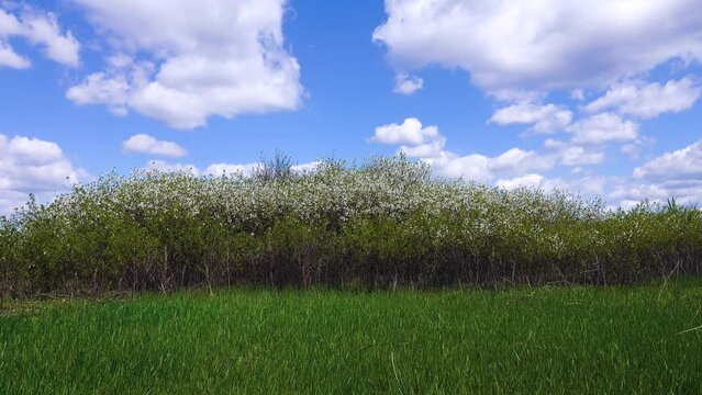 Steppe wild frutescent cherry (Prunus chamaecerasus, Cerasus fruticosa), typical cherry grove. Plot of forest-steppe, blooming wild fruit trees. Type of biocenosis close to natural. Rostov reg, Russia