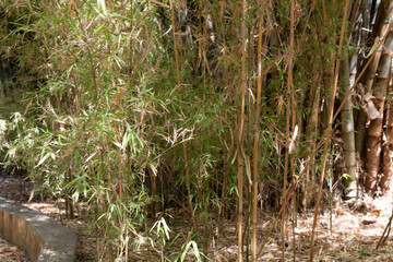  Dense Bamboo Jungle