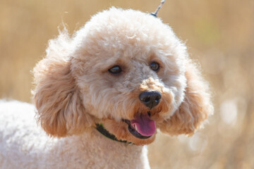 Portrait of a poodle dog on hay in a field