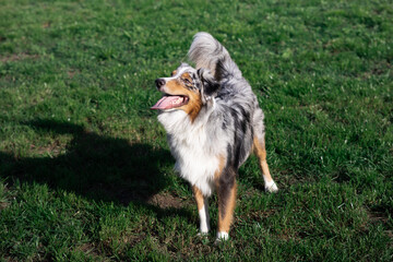 Young merle-colored Australian Shepherd on green grass in summer