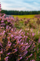 A gorgeous sunset on the Lunenburger Heath in Lower Saxony