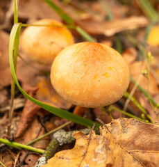 Poisonous mushroom in the ground in the forest in autumn